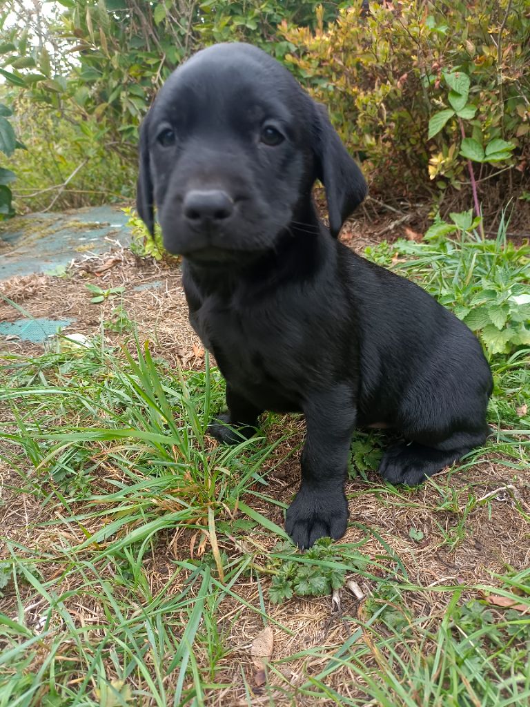 Des pres flamands - Chiots disponibles - Labrador Retriever