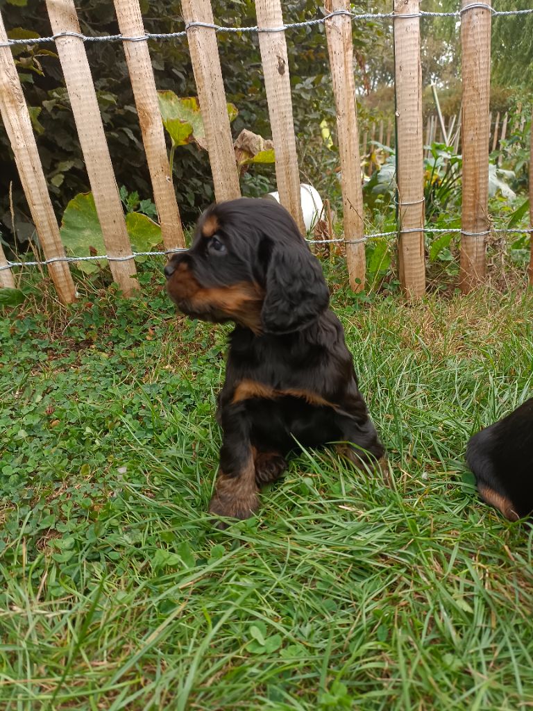 Des pres flamands - Chiots disponibles - Cocker Spaniel Anglais