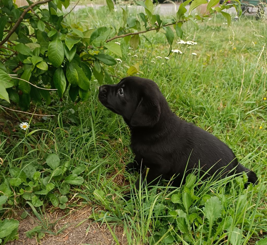 Des pres flamands - Chiots disponibles - Labrador Retriever