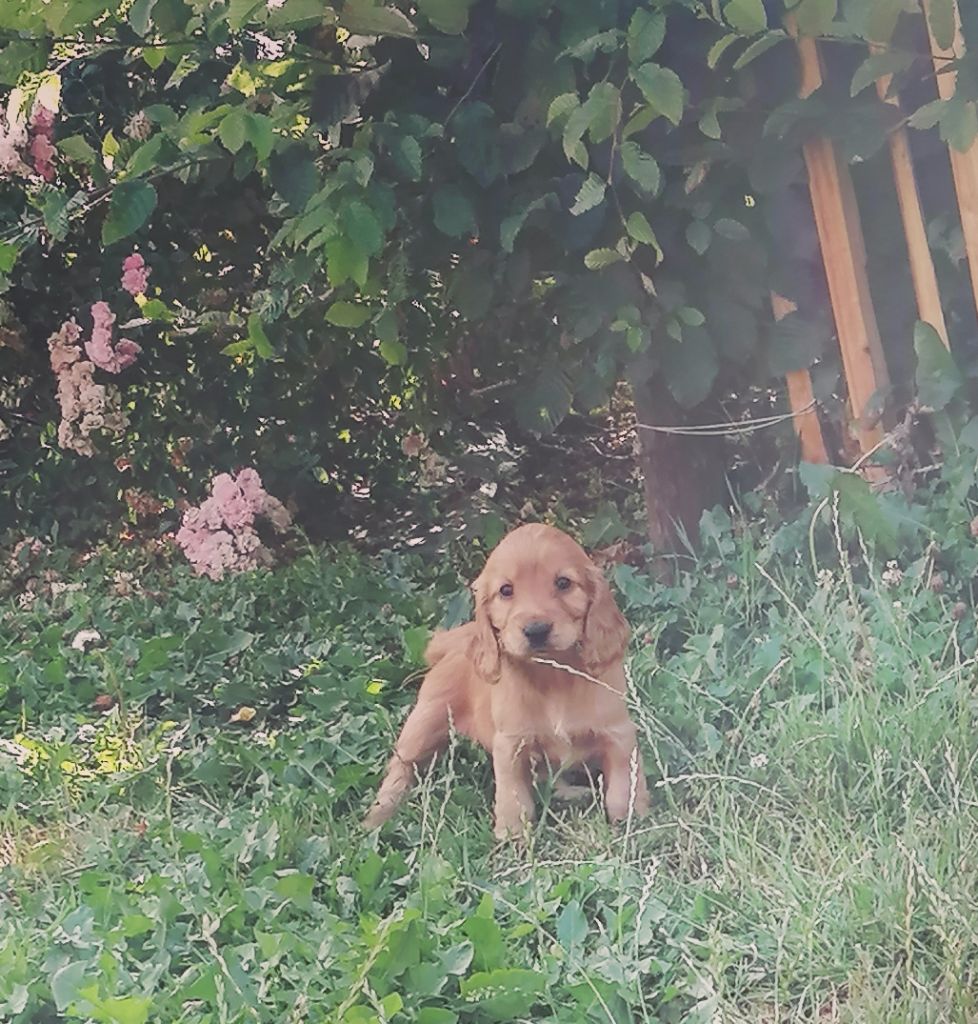 Des pres flamands - Chiots disponibles - Cocker Spaniel Anglais