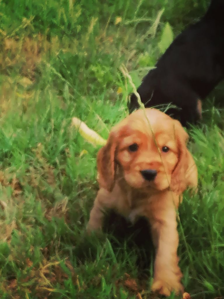 Des pres flamands - Chiots disponibles - Cocker Spaniel Anglais