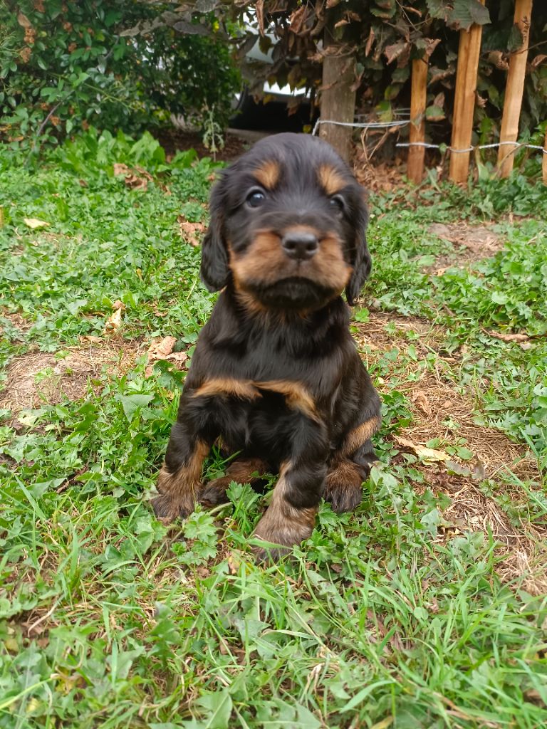 Des pres flamands - Chiots disponibles - Cocker Spaniel Anglais