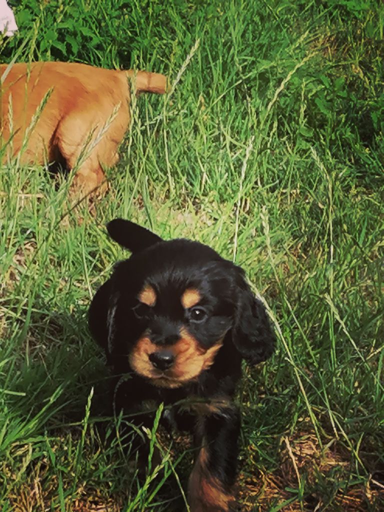 Des pres flamands - Chiots disponibles - Cocker Spaniel Anglais