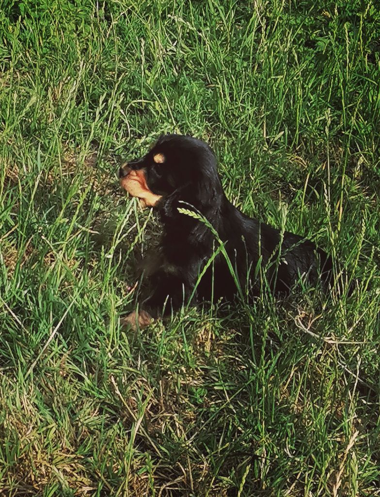 Des pres flamands - Chiots disponibles - Cocker Spaniel Anglais