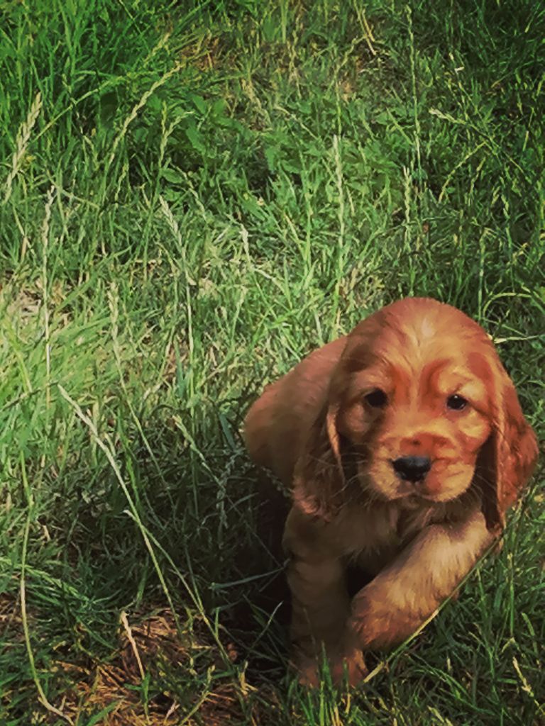 Des pres flamands - Chiots disponibles - Cocker Spaniel Anglais