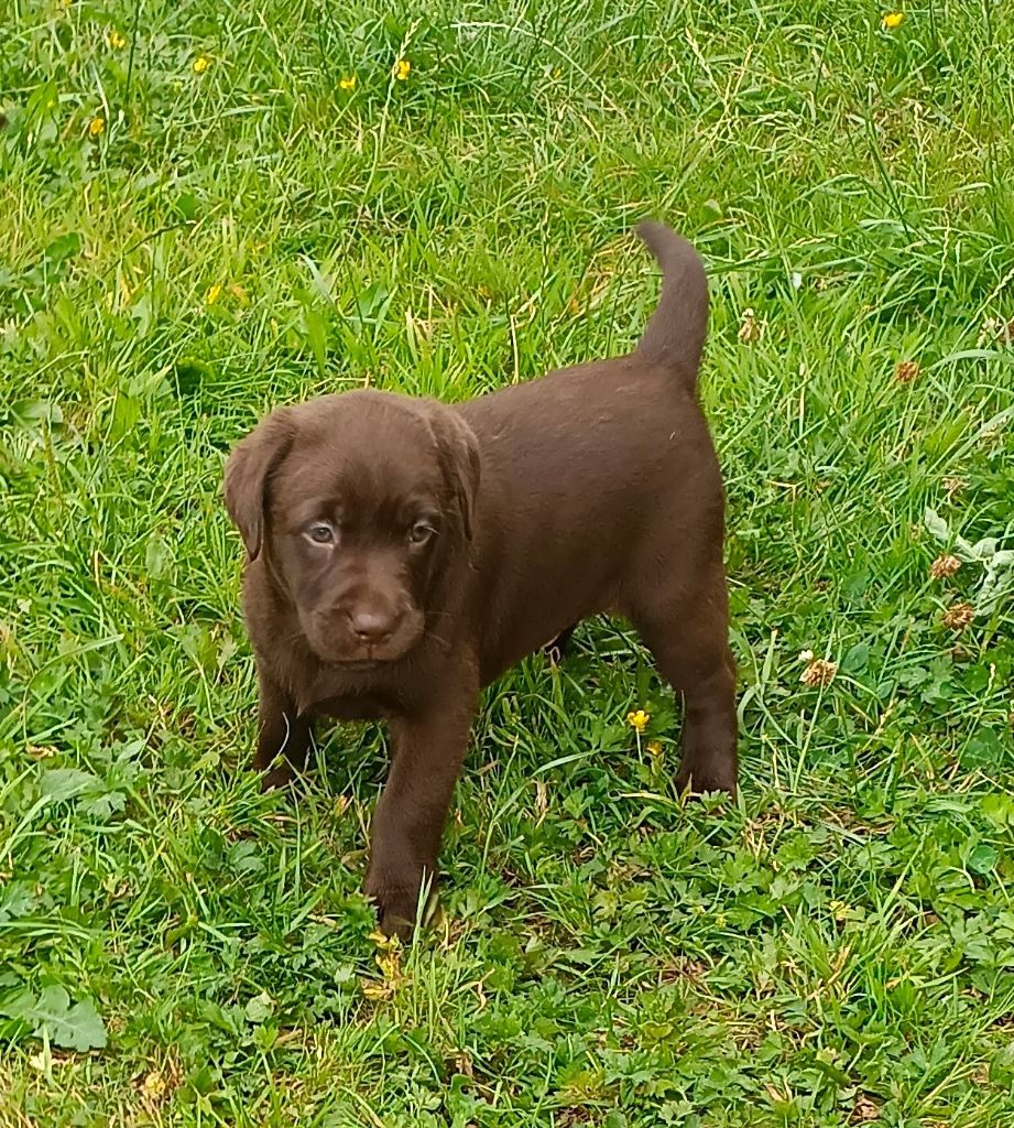 Des pres flamands - Chiots disponibles - Labrador Retriever