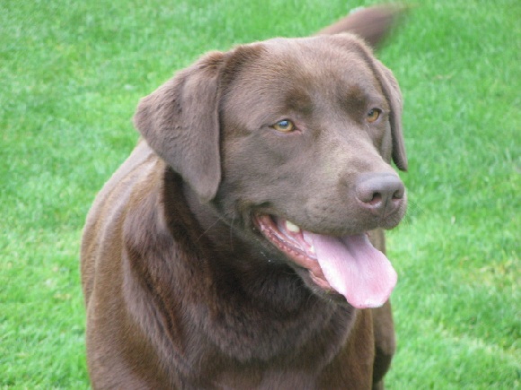 Accueil - Elevage Des pres flamands - eleveur de chiens Labrador Retriever
